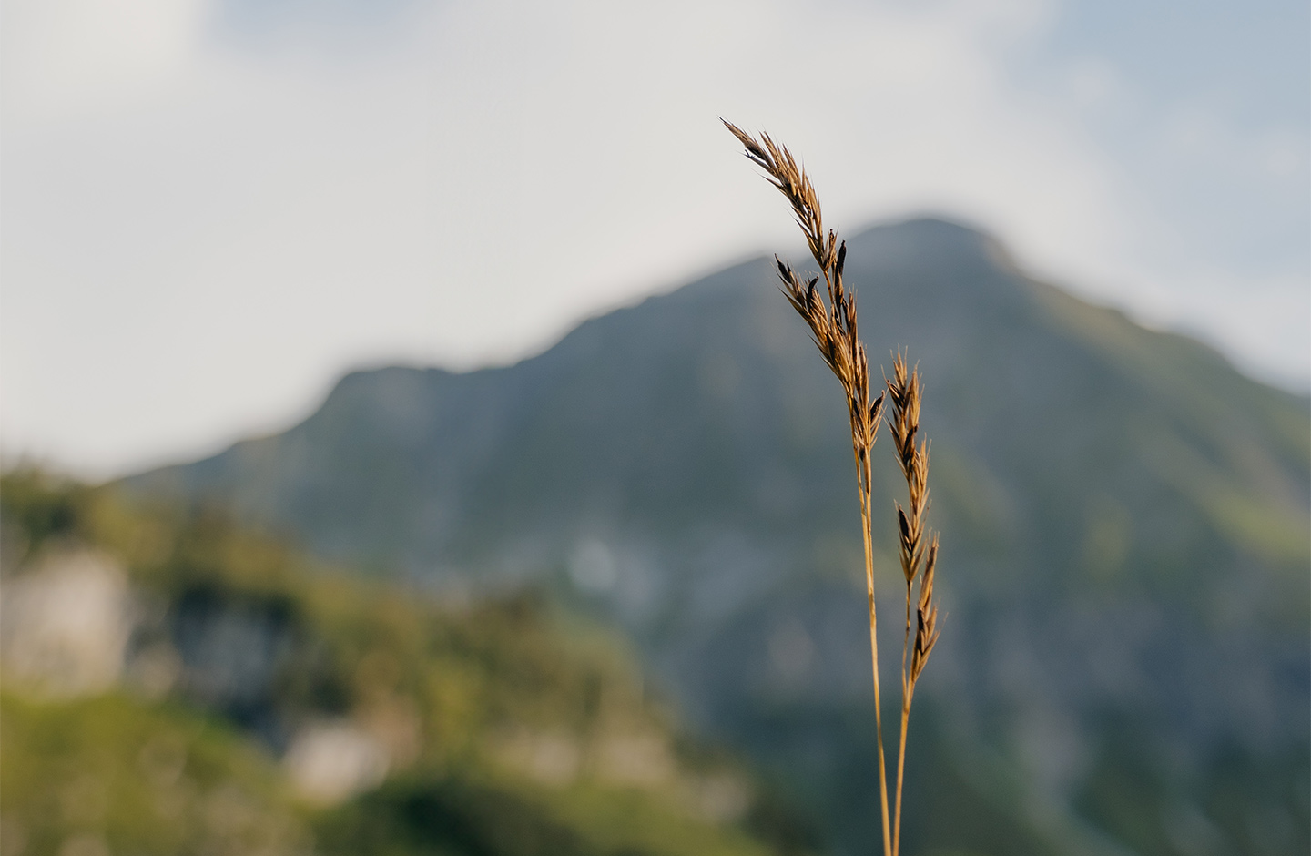 Man sieht im Vordergrund Getreide, im Hintergrund Berge.